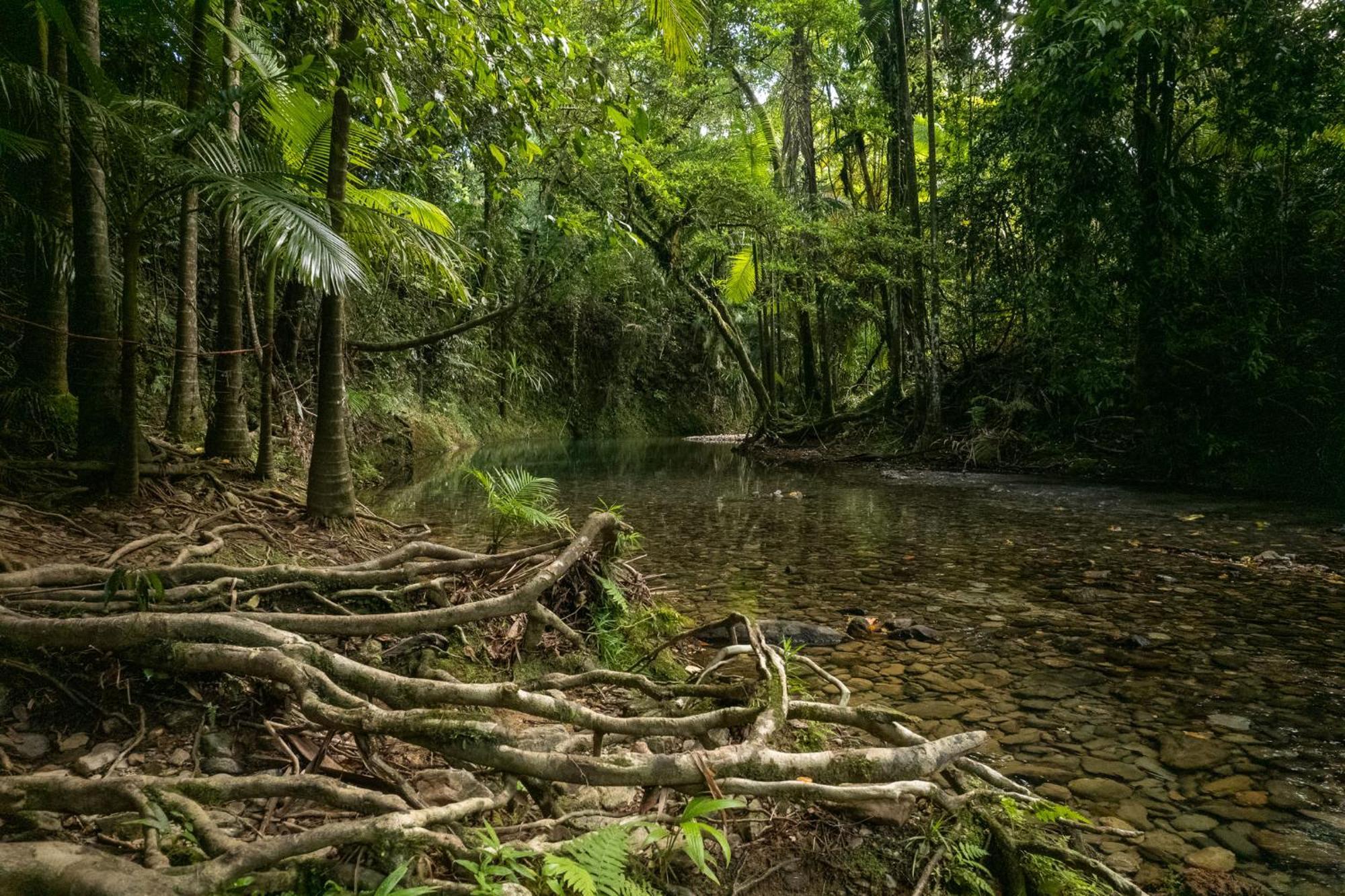 Heritage Lodge - In The Daintree Exterior foto